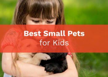 Best Small Pets for Kids